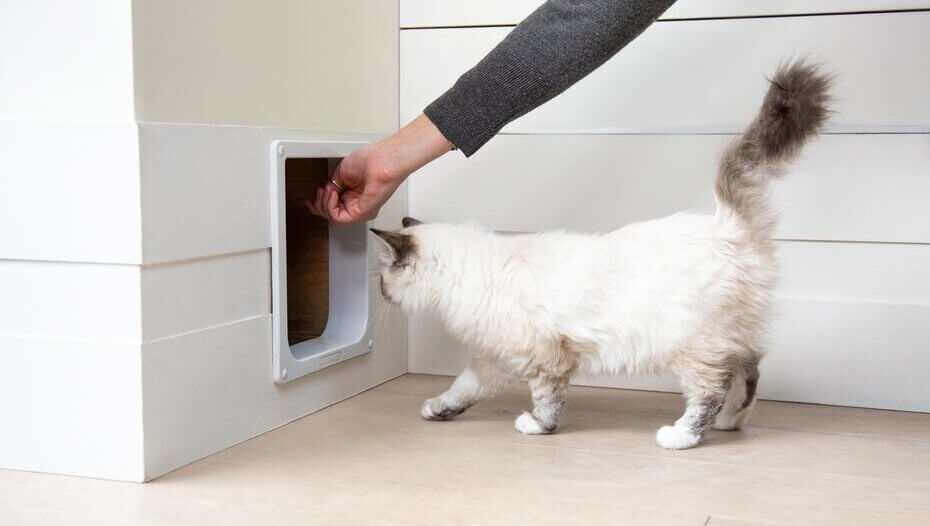 Training a Cat to Use a Cat Flap (The Easy Way) Purina
